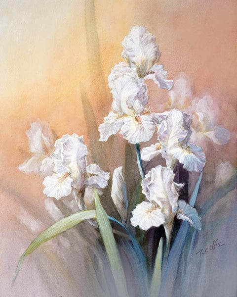 White Iris - Flowers Art Print of Original Water Color Painting - Iris, Floral